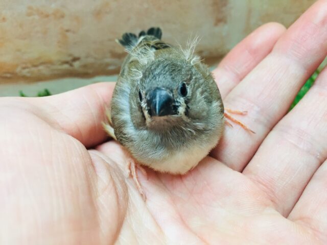 錦花鳥（キンカチョウ）