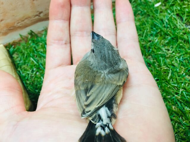 錦花鳥（キンカチョウ）