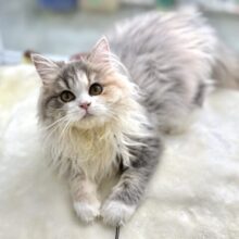 声もかわいい美猫ちゃんミヌエット💙2025年1月10日生まれ