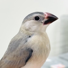【最新画像】きょとんとした表情が可愛い🥰桜文鳥（ヒナ）