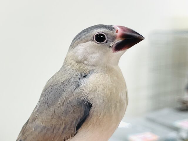 【最新画像】きょとんとした表情が可愛い🥰桜文鳥（ヒナ）