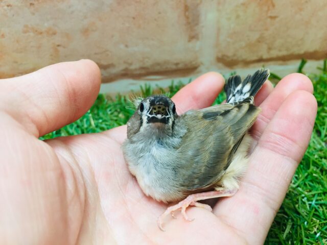 錦花鳥（キンカチョウ）