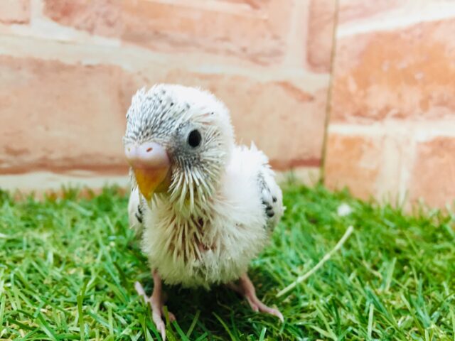 ♡♥♡♥♡♥白黒カラーが魅力的♡♥♡♥♡♥　セキセイインコ（白ハルクイン）