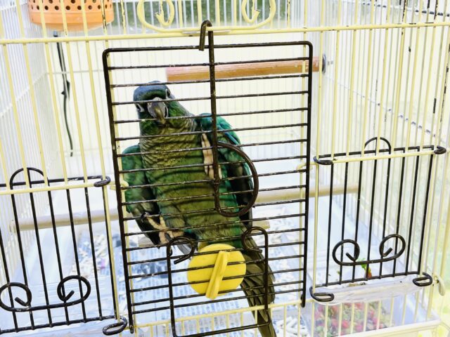 ホオミドリウロコインコ