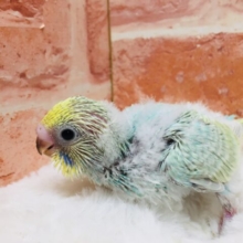 🌈🌈レインボーセキセイちゃん参上！！🌈🌈　セキセイインコ