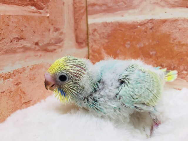 🌈🌈レインボーセキセイちゃん参上！！🌈🌈　セキセイインコ