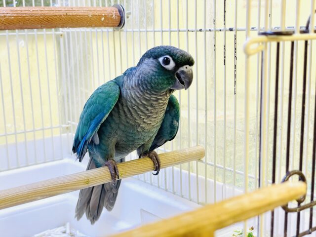 ホオミドリウロコインコ