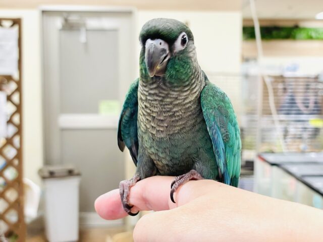 ホオミドリウロコインコ