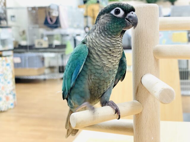 ホオミドリウロコインコ