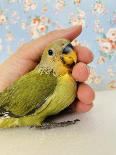 コザクラインコ（小桜インコ）