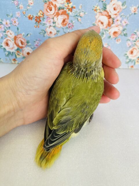 コザクラインコ（小桜インコ）