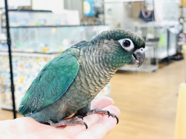 ホオミドリウロコインコ