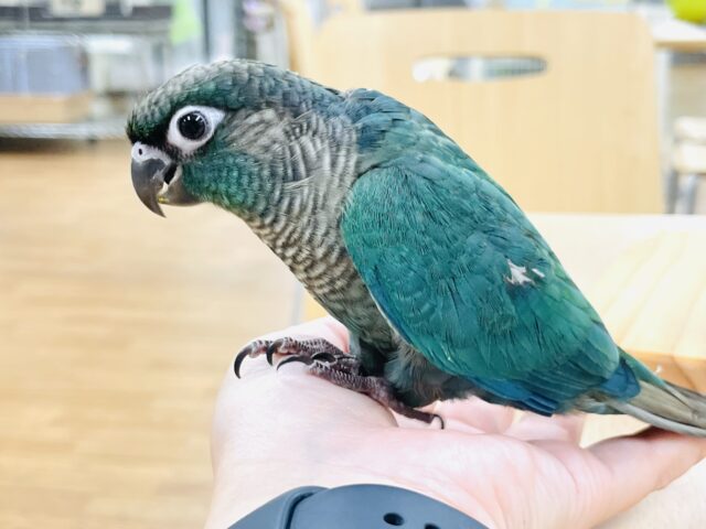 ホオミドリウロコインコ