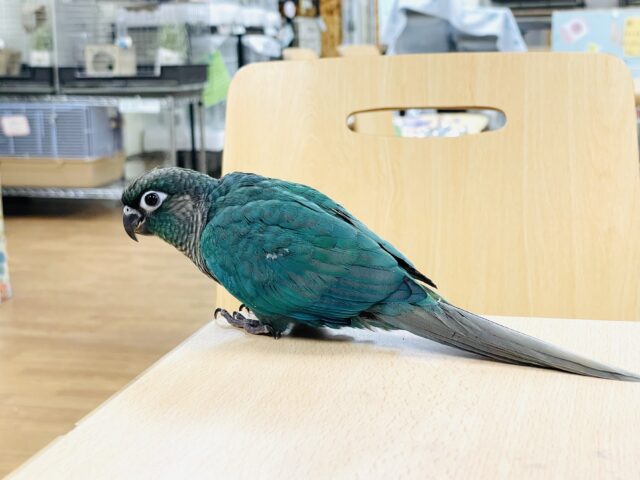 ホオミドリウロコインコ