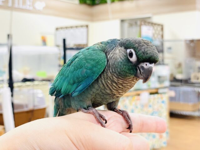 ホオミドリウロコインコ