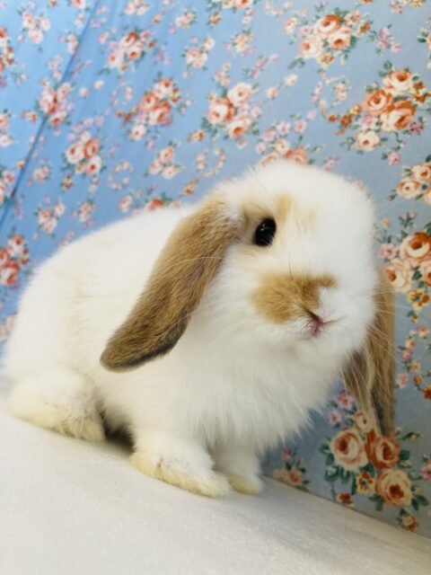 ロップイヤーラビット