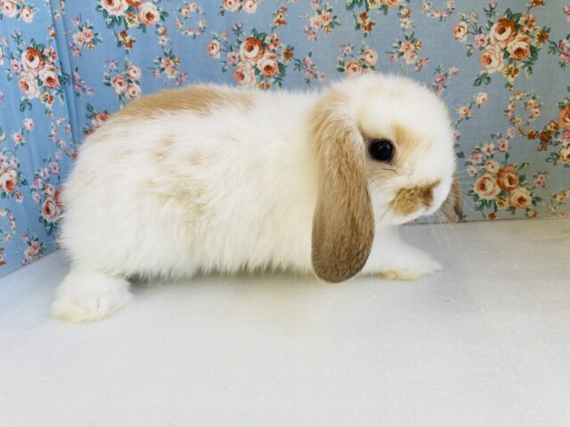ロップイヤーラビット