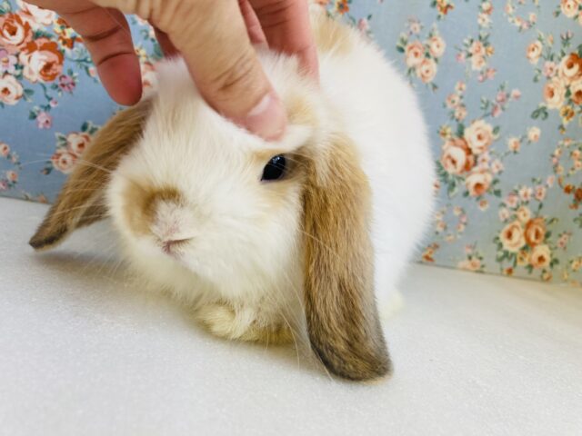 ロップイヤーラビット