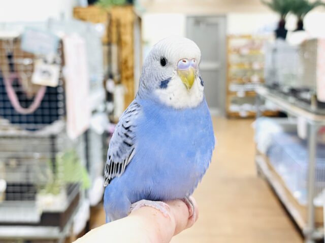セキセイインコ