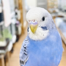 【最新画像】にっこりニコニコ😊セキセイインコちゃん（オパーリン）ヒナ