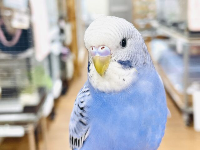 【最新画像】にっこりニコニコ😊セキセイインコちゃん（オパーリン）ヒナ