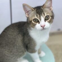 7/7最新🎥まんまるお顔のマンチカンちゃん🧡2025年1月25日生まれ　男の子