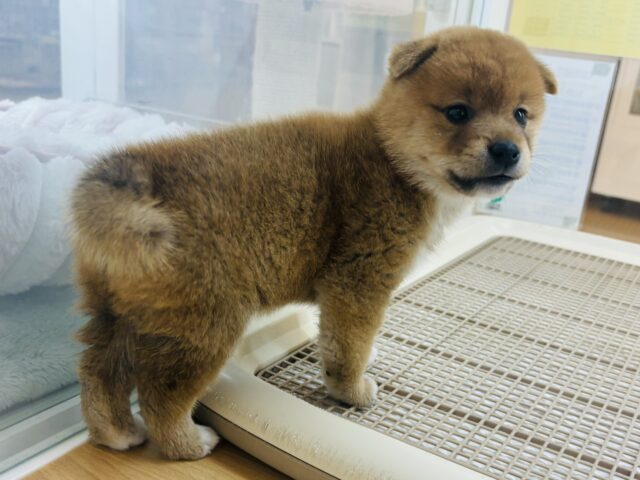 可愛すぎる耳垂れ!?柴犬くん! 柴犬