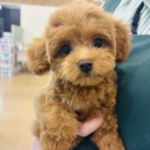 超ホヤホヤ最新画像✨あたちの愛は重量級！？ミックス犬ちゃん(トイプードル×マルチーズ)