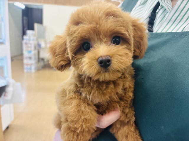 超ホヤホヤ最新画像✨あたちの愛は重量級！？ミックス犬ちゃん(トイプードル×マルチーズ)