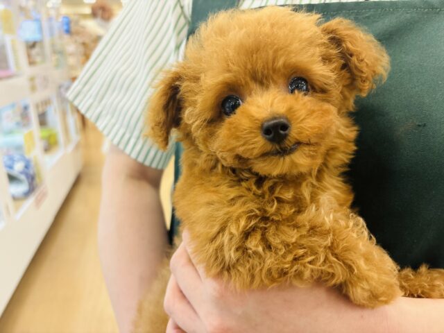 トイプードル