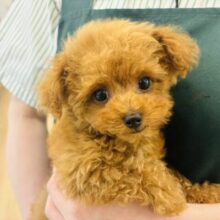 超ホヤホヤ最新画像✨あたちの可愛い舌見てって〜♡トイプードルちゃん！