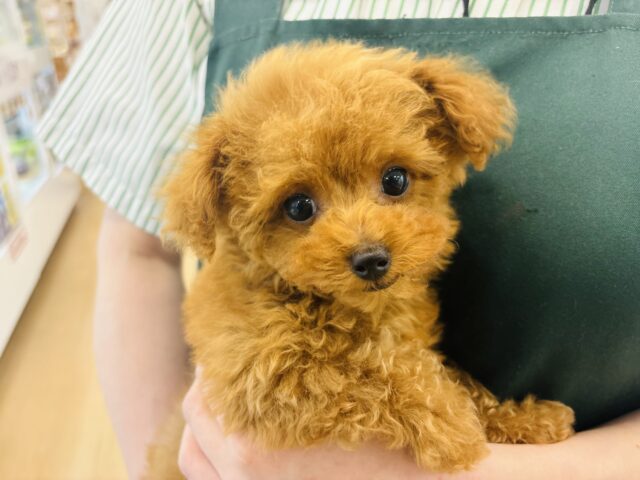 超ホヤホヤ最新画像✨あたちの可愛い舌見てって〜♡トイプードルちゃん！