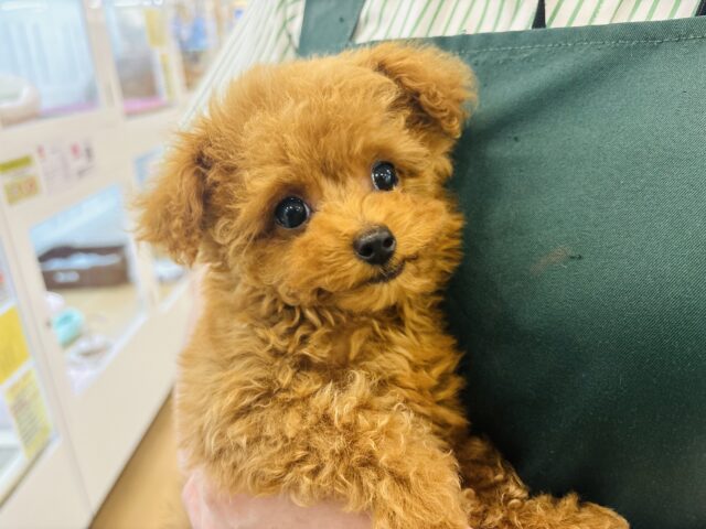 トイプードル