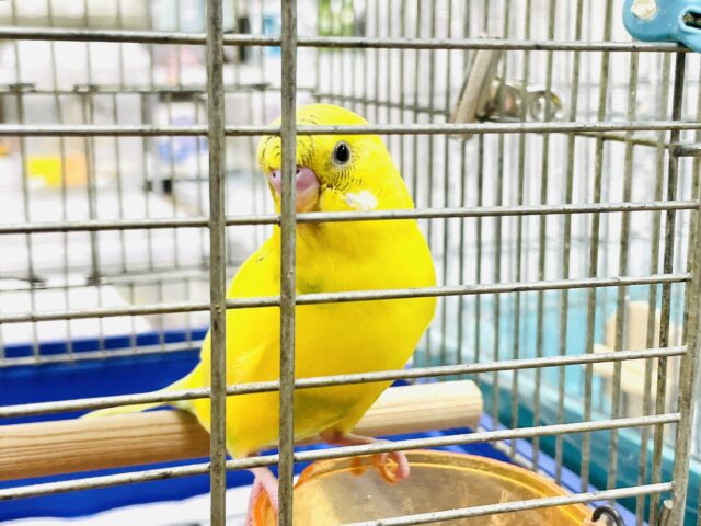 セキセイインコ