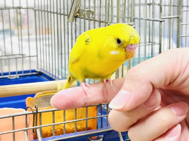 セキセイインコ