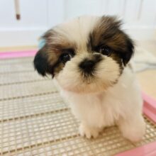 あたいだけを見てっ！！シーズーちゃん！