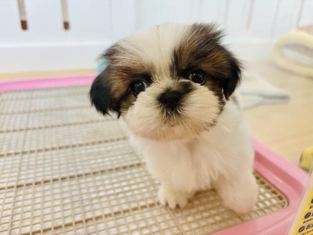 あたいだけを見てっ！！シーズーちゃん！