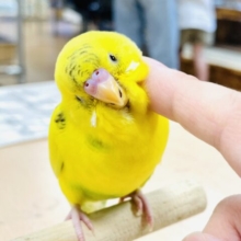 【最新画像】手の上で遊ぶのがすきなんだぁ💛セキセイインコ（ハルクイン）ヒナ