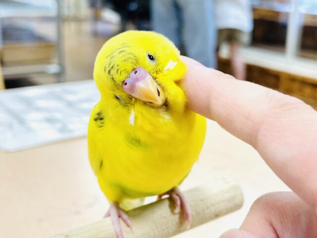 【最新画像】手の上で遊ぶのがすきなんだぁ💛セキセイインコ（ハルクイン）ヒナ
