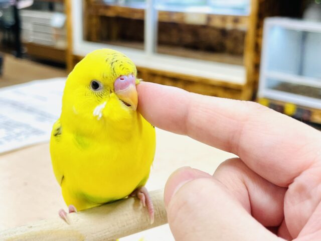 セキセイインコ