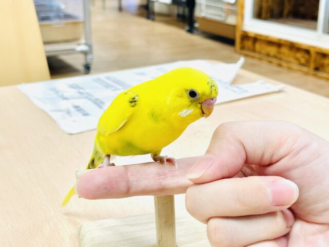 セキセイインコ