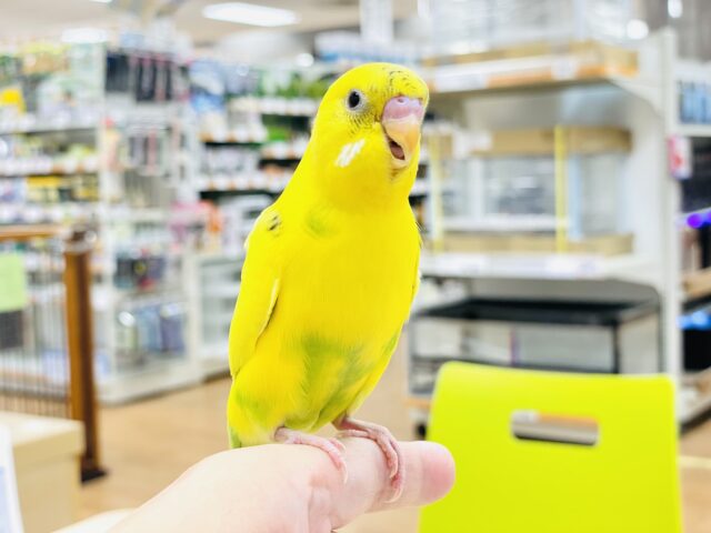 セキセイインコ