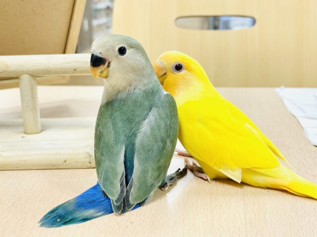 コザクラインコ（小桜インコ）