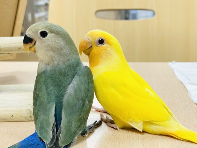 コザクラインコ（小桜インコ）