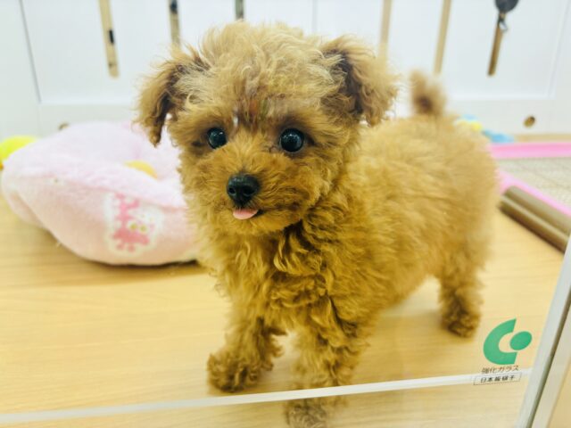 トイプードル