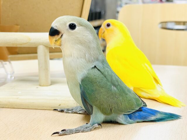 コザクラインコ（小桜インコ）