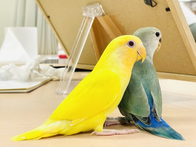 コザクラインコ（小桜インコ）