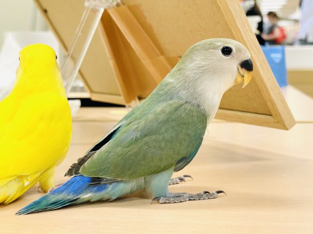 コザクラインコ（小桜インコ）