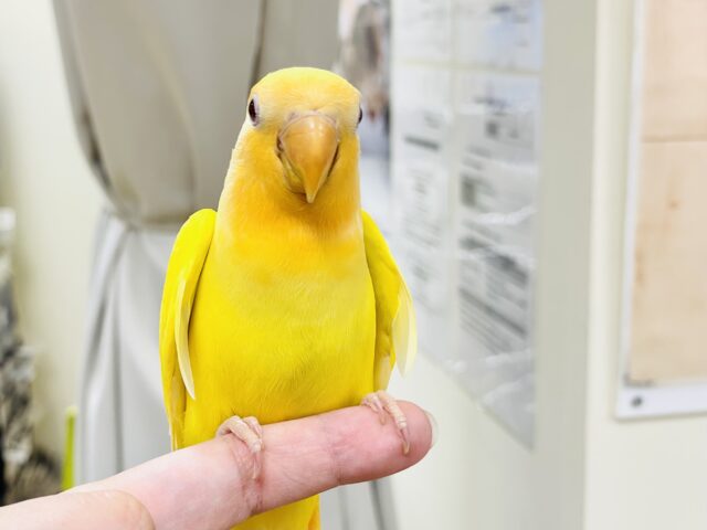 コザクラインコ（小桜インコ）