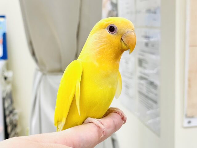 コザクラインコ（小桜インコ）